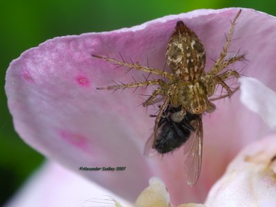 Lynx Spider