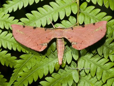 Reddish moth