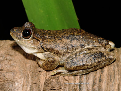 Northern Laughing tree frog, Pengilleyia rothi