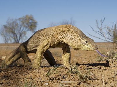 Yellow-spotted monitor, Varanus panoptes