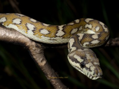 Carpet Python, Morelia spilota variegata