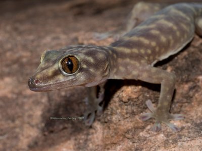 Giant Cave Gecko Pseudothecadactylus lindneri