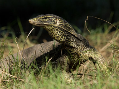 Floodplains goanna, Varanus panoptes