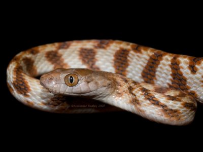 Brown Tree Snake, Boiga irregularis