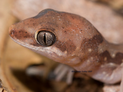 Yellow-snouted gecko, Lucasium occultum