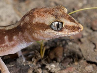 Sandplain gecko, Lucasium stenodactylum