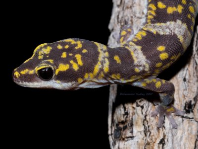 Velvet Gecko, Oedura marmorata
