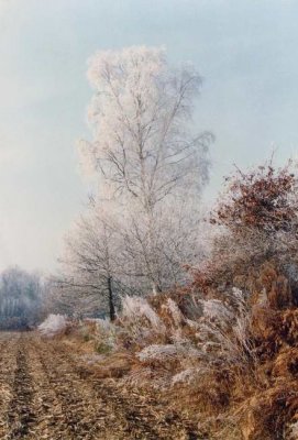 Bouleau givré de Mont.