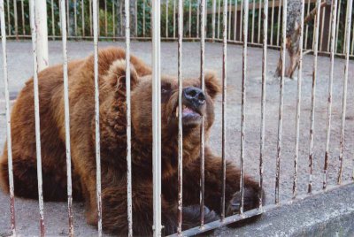 L’ours Jojo de Borce (1971-1991)