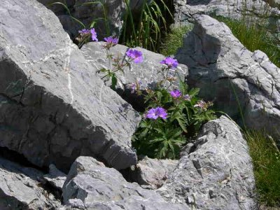 Fleurs de rocailles