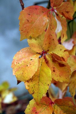 Autumn colors on Lake Maggiore