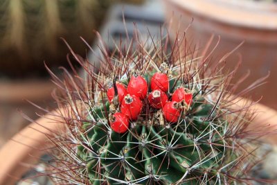 Palermo Botanical Garden - Cactacaee