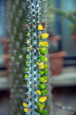 Palermo Botanical Garden - Cactacaee 5