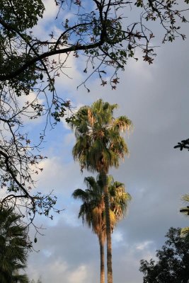 Palermo Botanical Garden 6