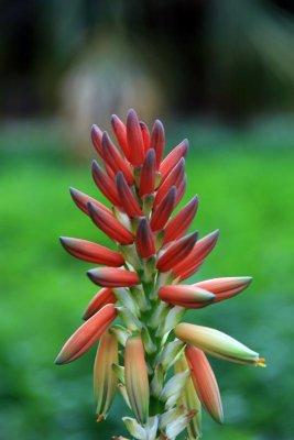 Palermo Botanical Garden 7