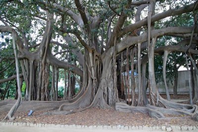 Palermo Botanical Garden 8 - Ficus macrophylla
