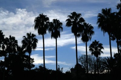 Palermo Botanical Garden 9
