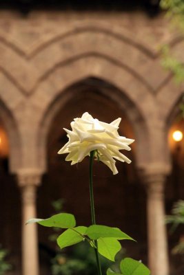 Palermo - Magione Church Cloister 3