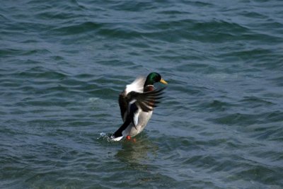 Athletic duck on Lake Maggiore