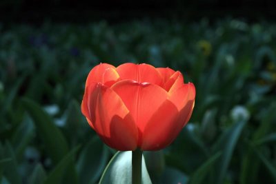 Red Tulip