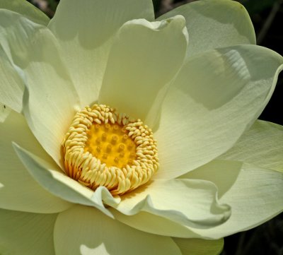 Lotus Blossom 01