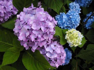 Hydrangea Blooms