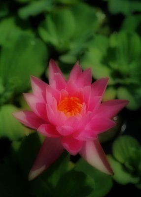 Water Lily