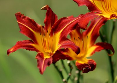 Orange and Yellow Day Lily