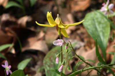 Yellow Trout  Lily