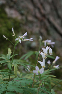 Dutchman's Breeches and UFO