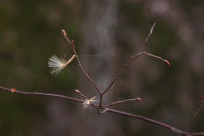 Seed Caught In A Web