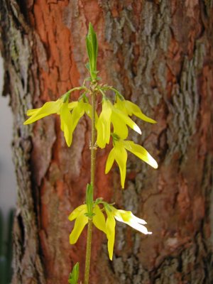 Forsythia