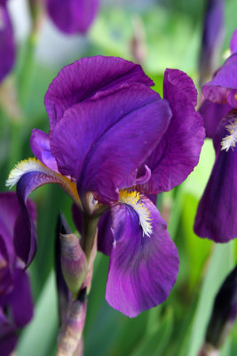 Purple Iris