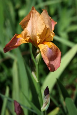 My First Iris
