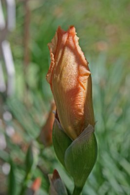 Peach Colored Iris Bud