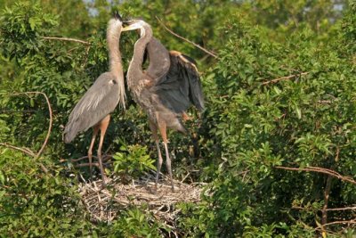 Heron and Young