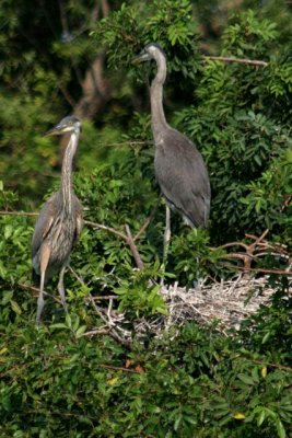 Heron and Young