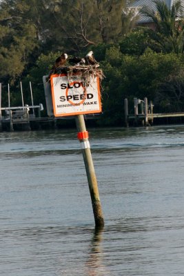 Osprey Nest With Adult And Young