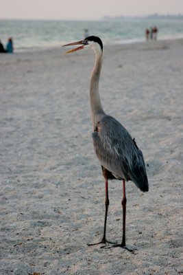 Heron