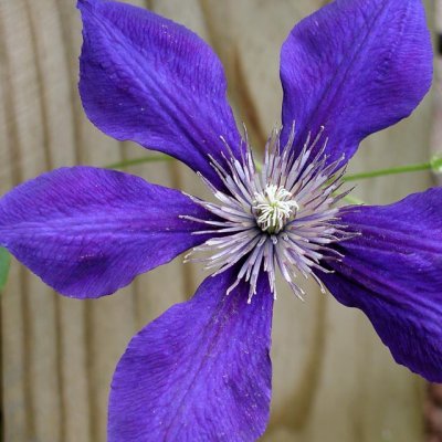 Jackmani Clematis