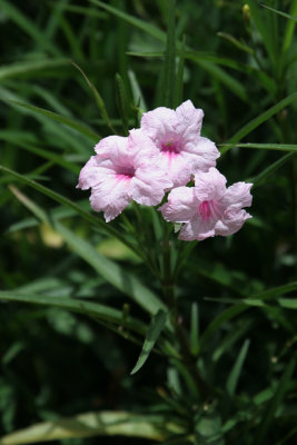 Pink Mexican Petunia