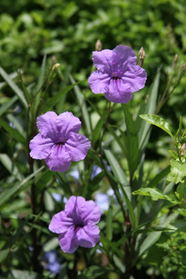 Purple Mexican Petunia