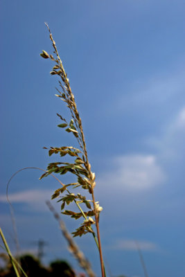 Sea Oats