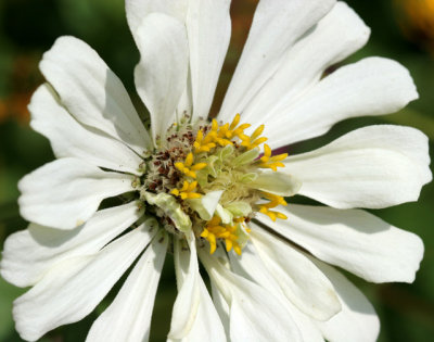 White Zinnea