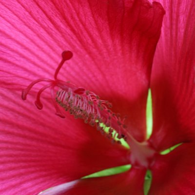 Red Hibiscus 2
