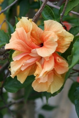 Hibiscus