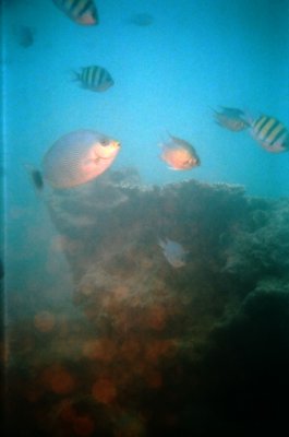 15_Phuket, Tailand 2007_02 ( Nq)