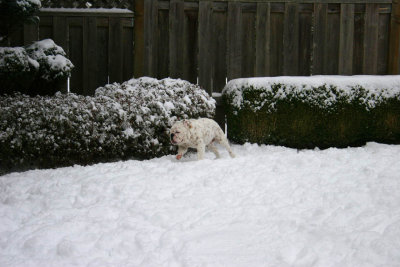 Bulldogs in the Snow....