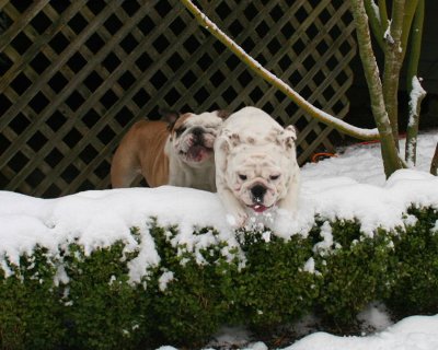 Bulldogs in the Snow....