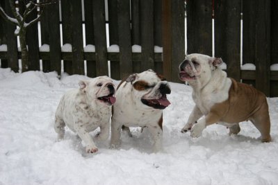 Bulldogs in the Snow....Picking on Angus